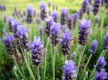lavanda