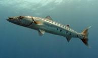 BARRACUDA