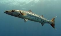 BARRACUDA