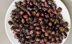 peceni mravi kolumbija