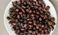 peceni mravi kolumbija