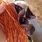 emberas-bojanje-vlakana